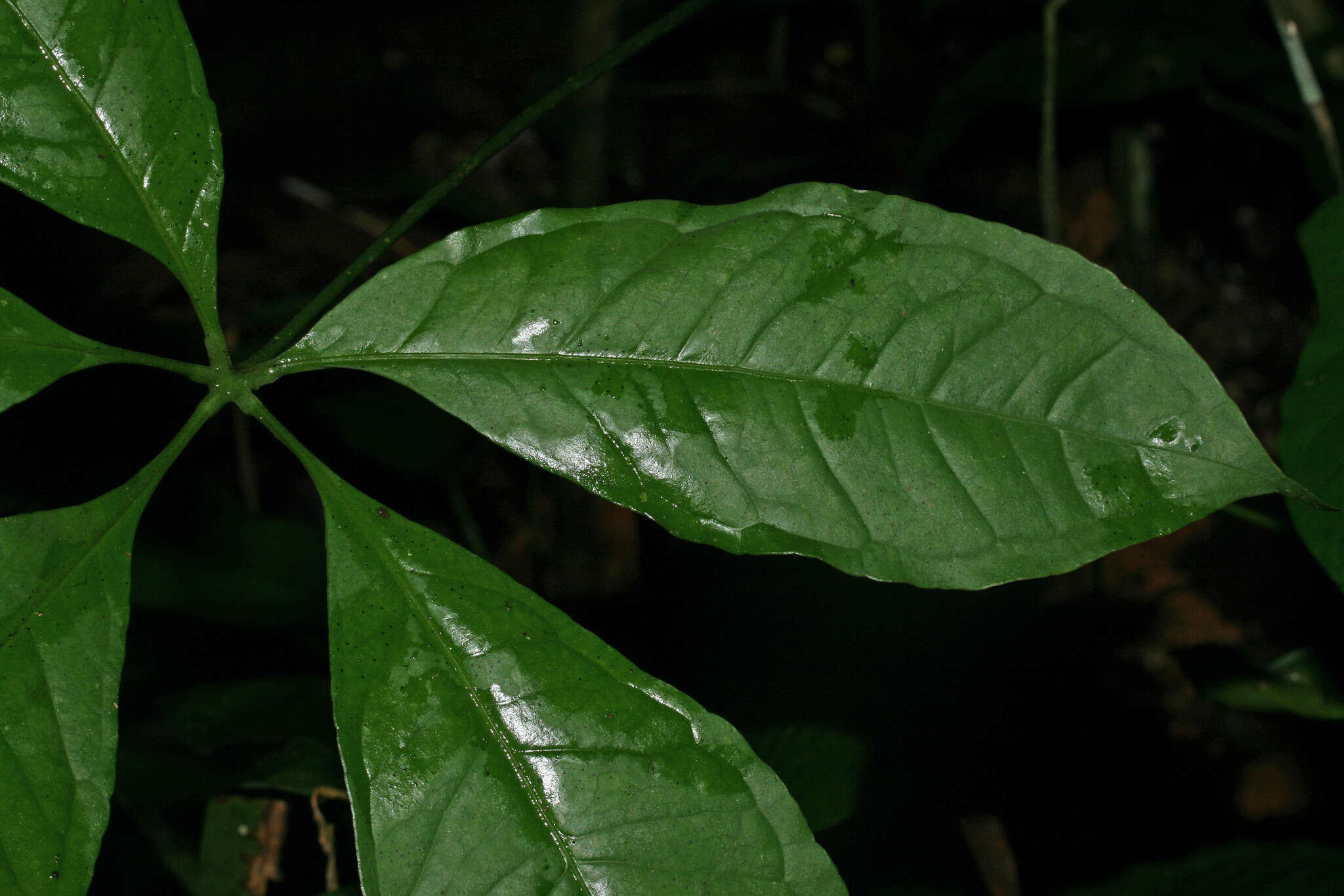 Anthurium pentaphyllum (Aubl.) G. Don的圖片