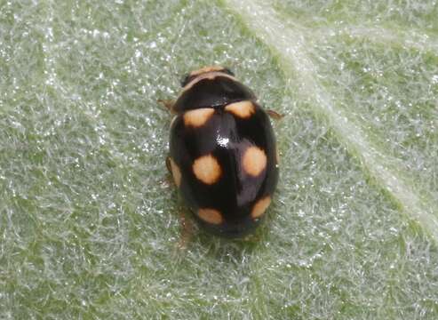 Image of Brachiacantha uteella Casey 1908