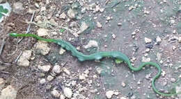 Image of Green mamba