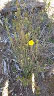 Image of Hibbertia crinita H. R. Toelken