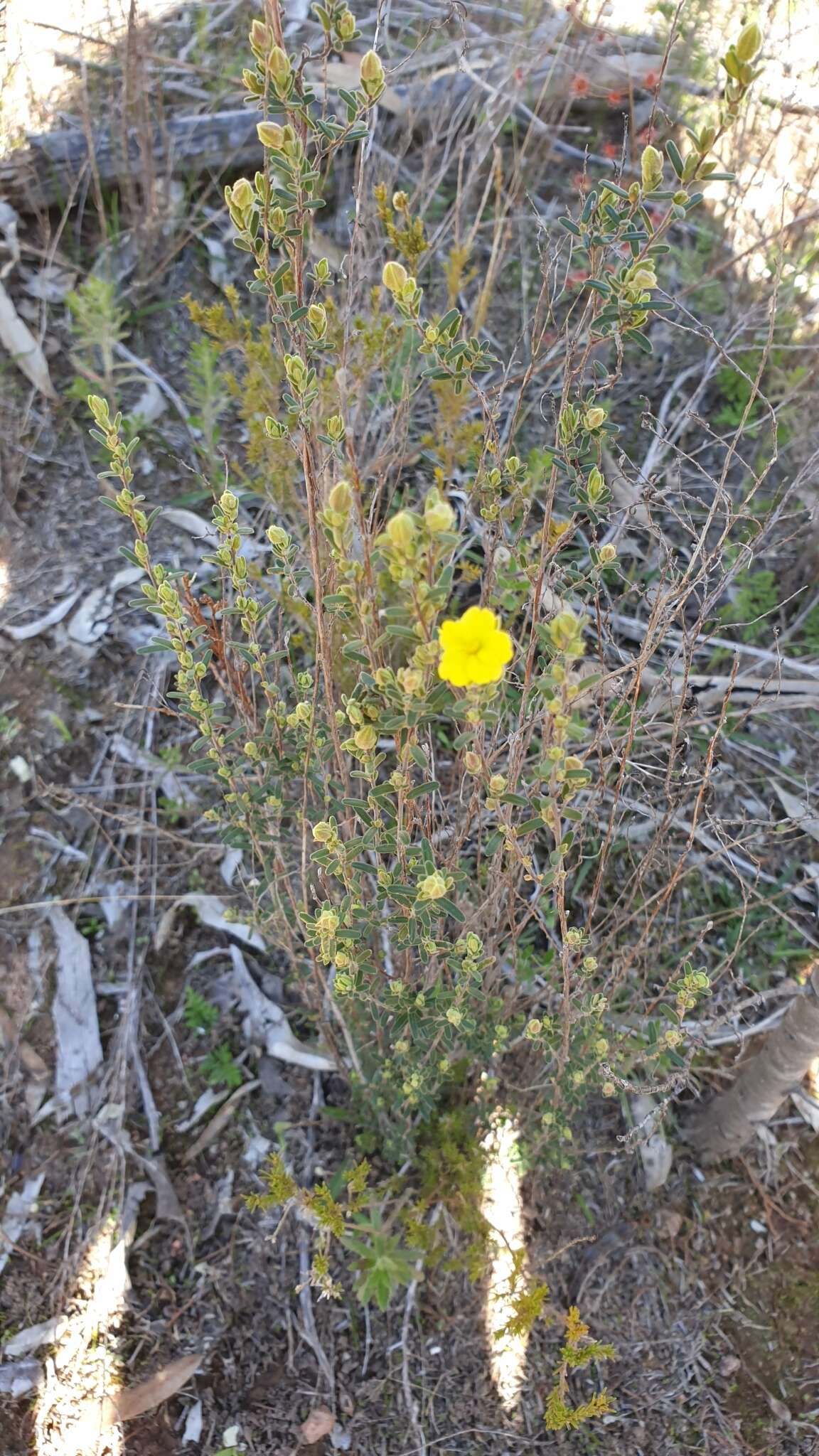 Image of Hibbertia crinita H. R. Toelken