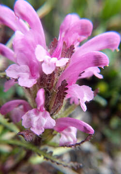 Image of Langsdorf's lousewort