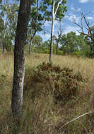 Image de Dodonaea physocarpa F. Müll.