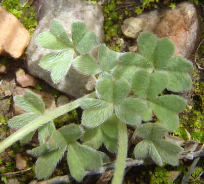 Image of Oxalis obtusa Jacq.