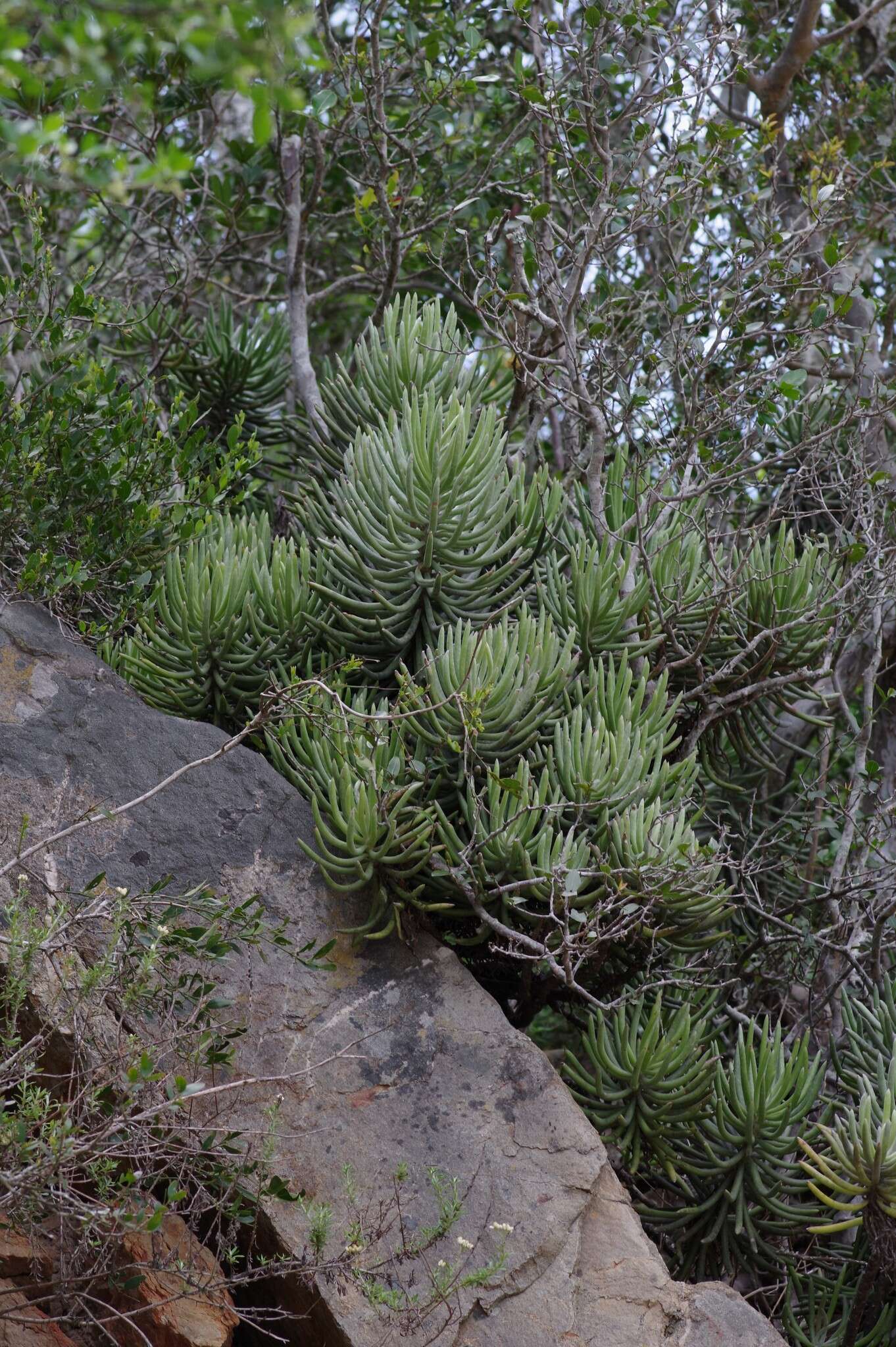 Image of Caputia pyramidata (DC.) B. Nord. & Pelser