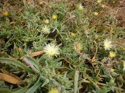 Mesembryanthemum pallens subsp. luteum (L. Bol.) Klak的圖片