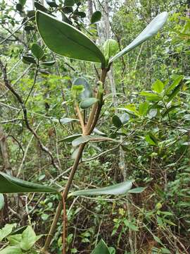 Clusia clusioides (Griseb.) D' Arcy resmi