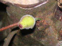 Image of Ficus coronata de Spin