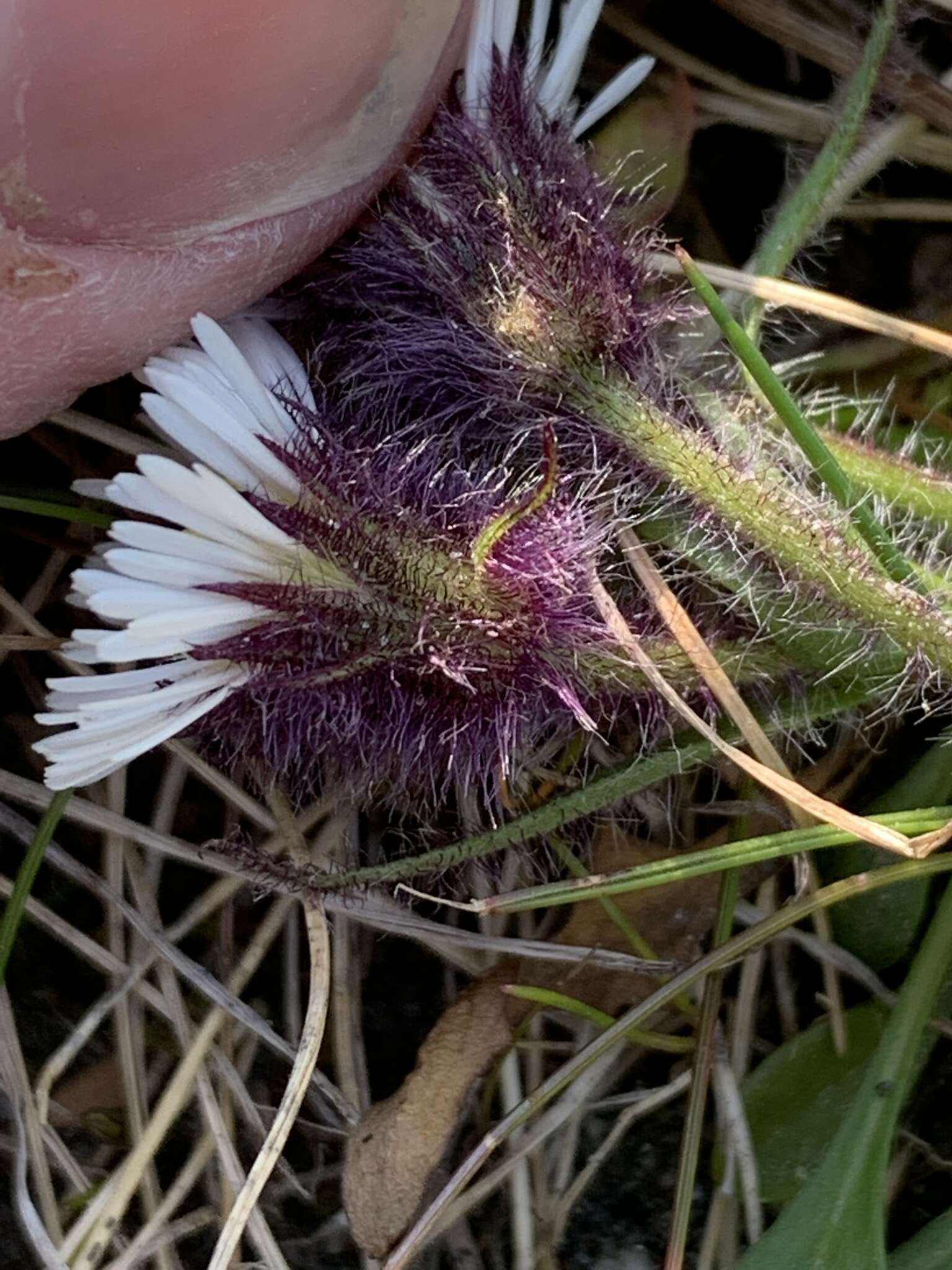 Image of arctic alpine fleabane