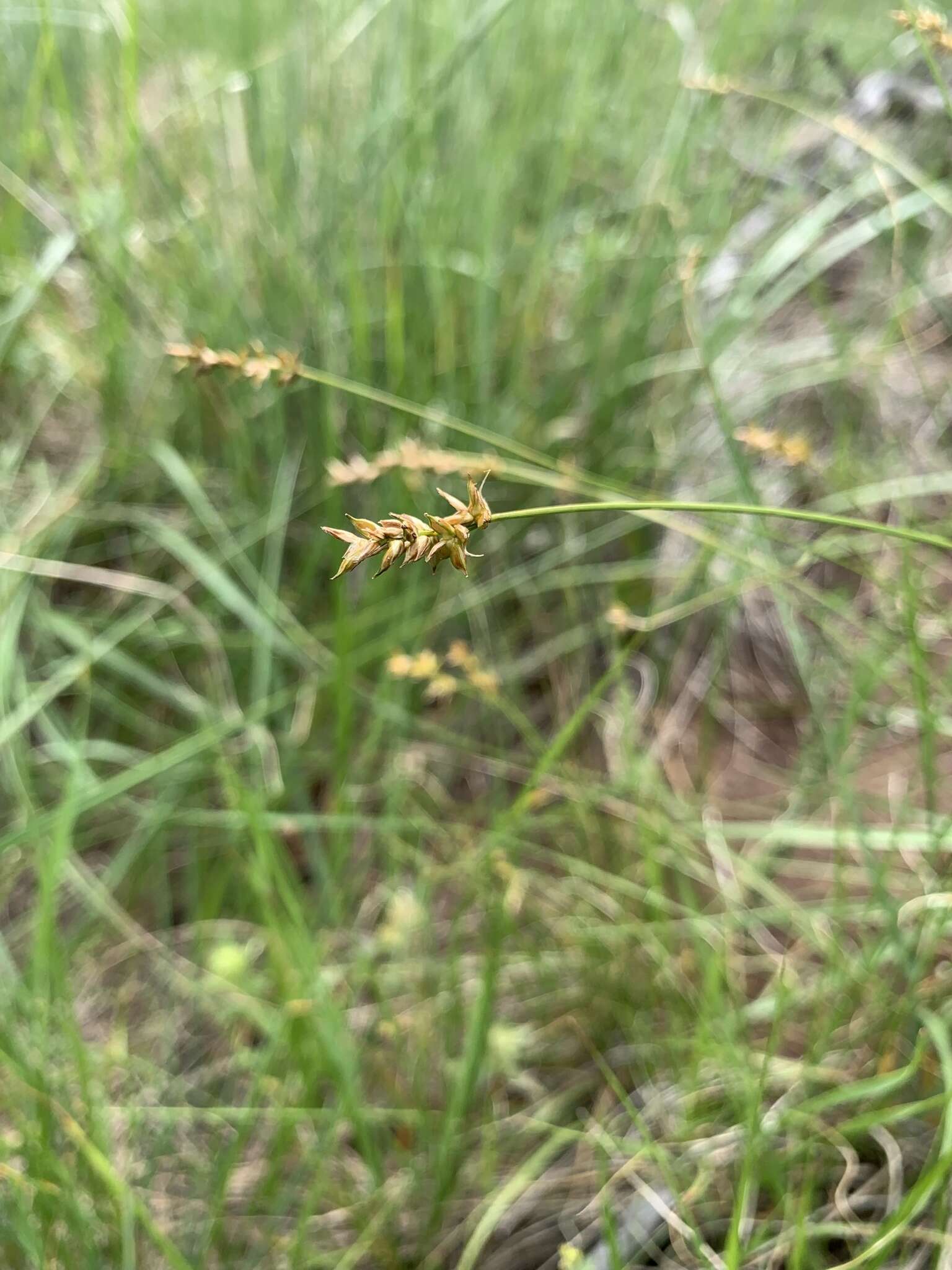 Image of valley sedge