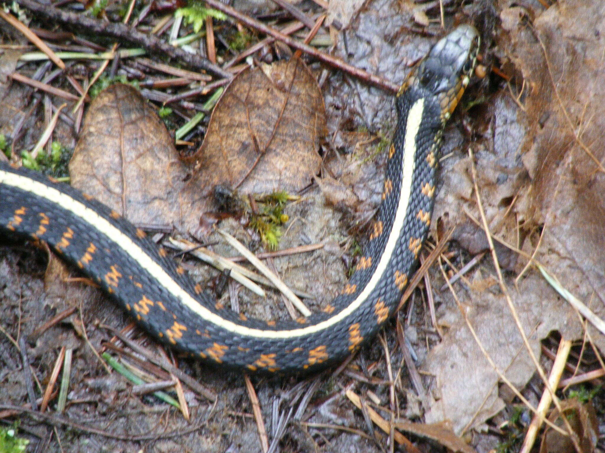 Plancia ëd Thamnophis sirtalis concinnus (Hallowell 1852)