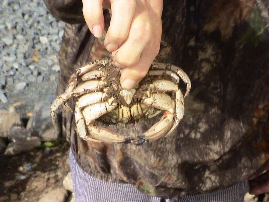 Image of Jonah crab