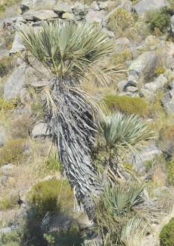 Image of Trithrinax campestris (Burmeist.) Drude & Griseb.