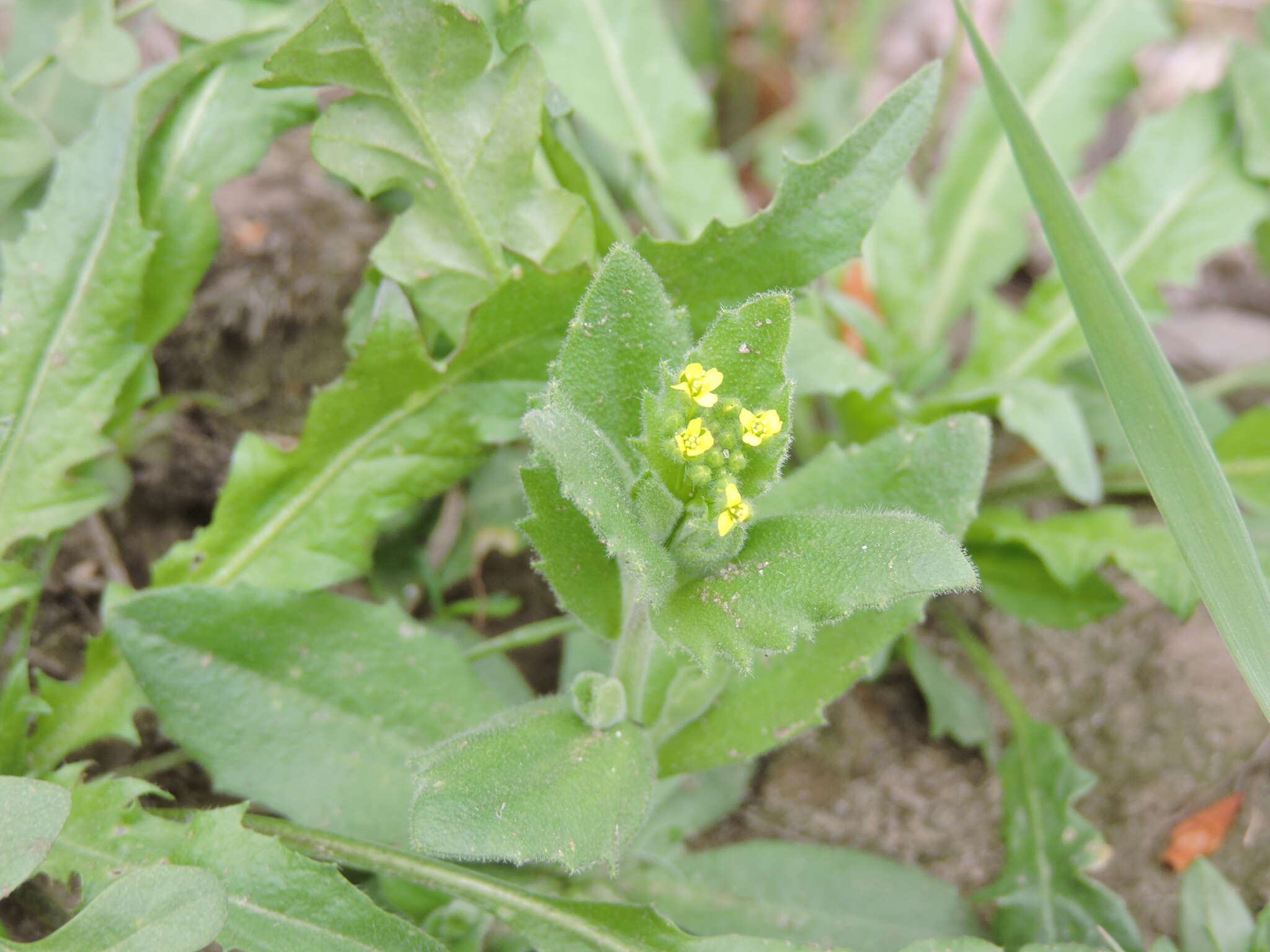 Image of woodland draba