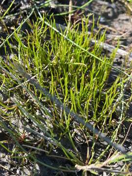 Image of Pillwort