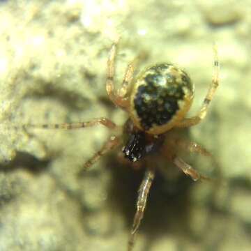 صورة Sardinidion