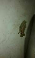 Image of Hispaniolan Common Treefrog