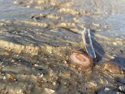 Image of hermit anemone