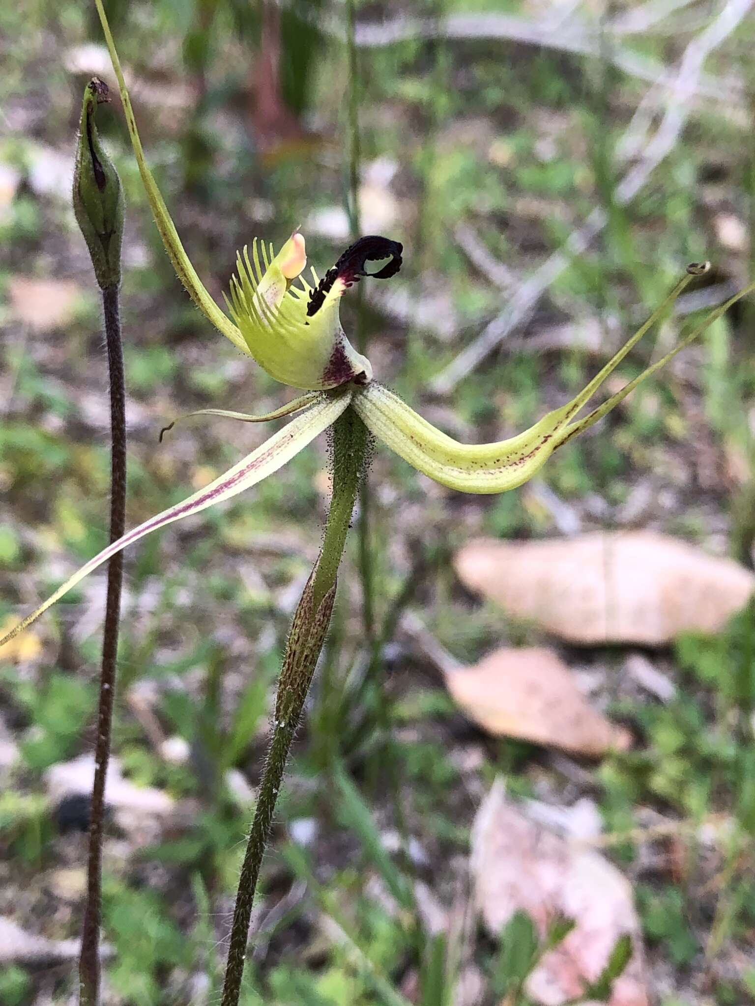 Image of Mantis orchids