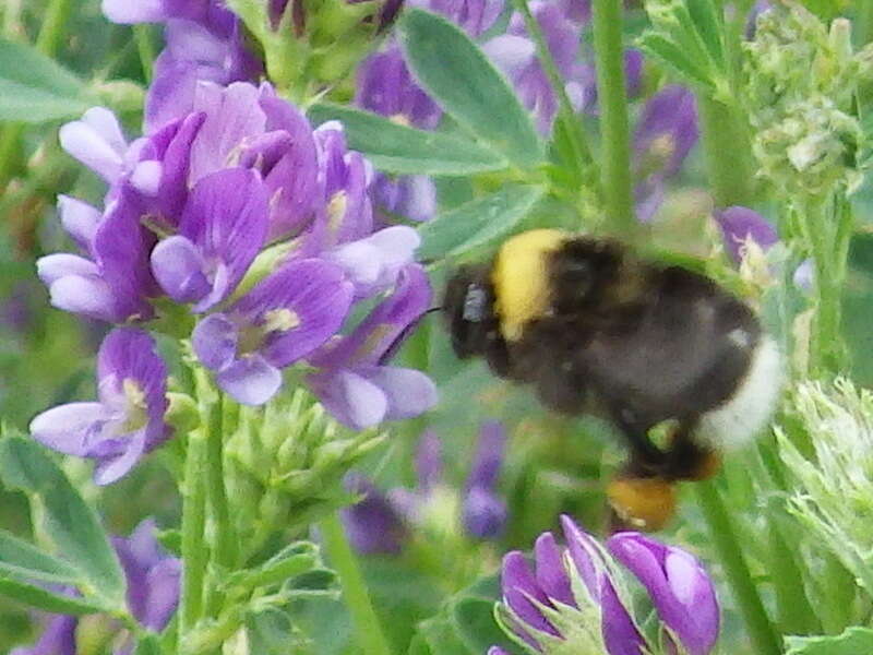 Слика од Bombus occidentalis Greene 1858