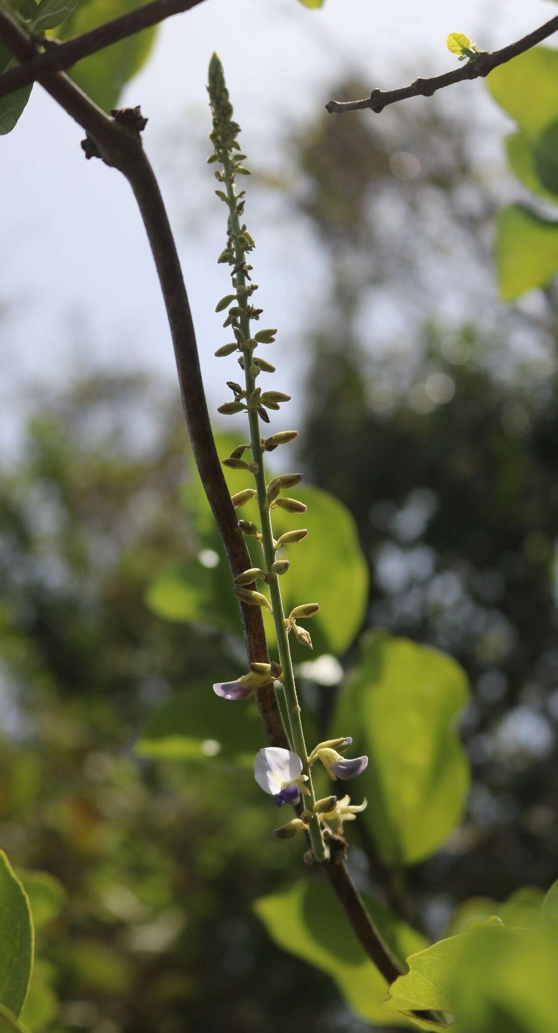 Image of Pueraria tuberosa (Willd.) DC.