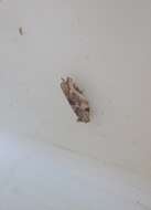 Image of brindled bell moth