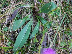 Image of alpine thistle
