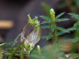 Image of Acrotriche serrulata (Labill.) R. Br.