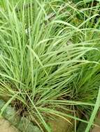 Image of lemon grass