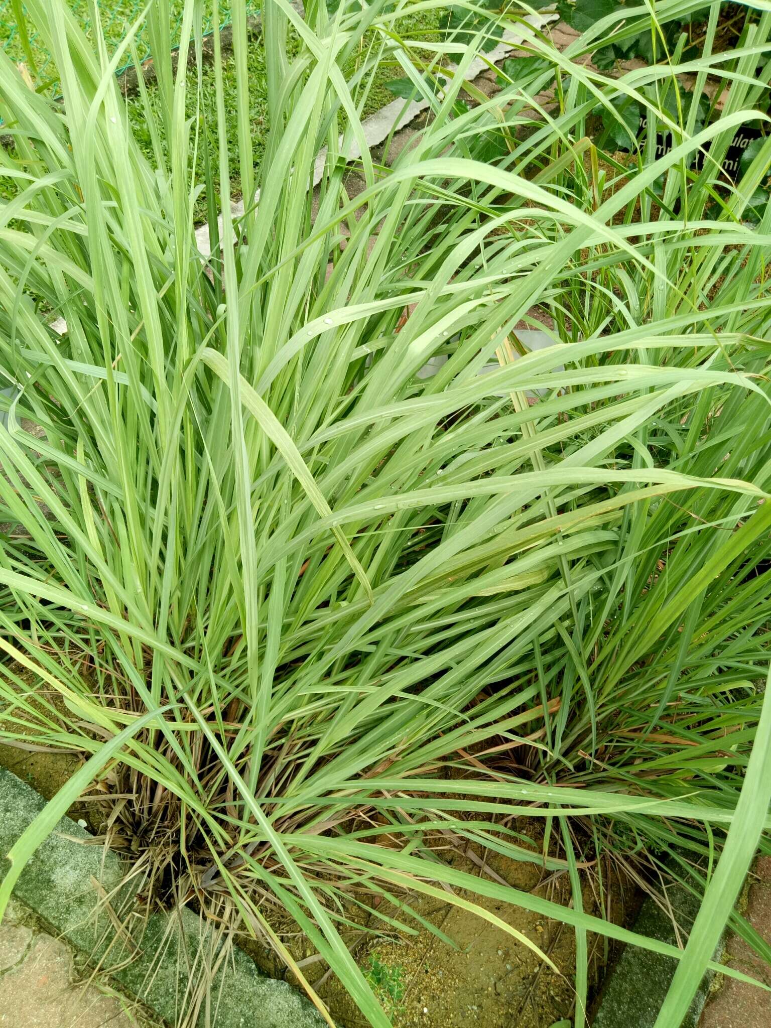 Cymbopogon citratus (DC.) Stapf resmi