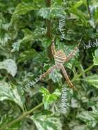 Image of Argiope magnifica L. Koch 1871