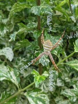 Image de Argiope magnifica L. Koch 1871