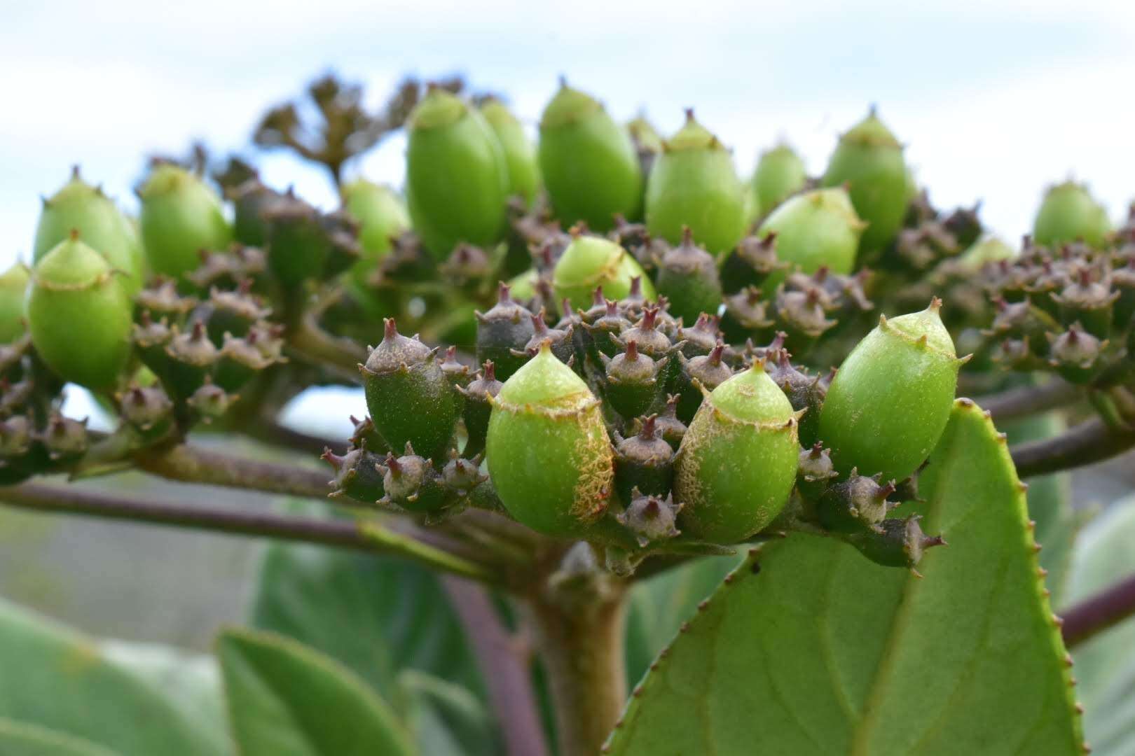 Image of Apiopetalum velutinum Baill.