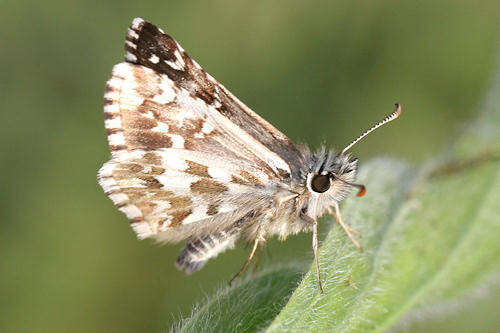 Image of rosy grizzled skipper