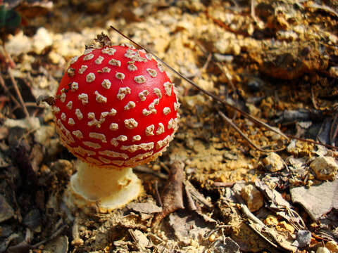 Image of Fly agaric