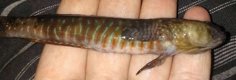 Image of Crested oystergoby