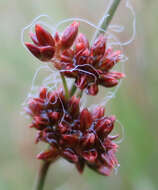 Imagem de Juncus filicaulis Buch. ex Maiden & Betche