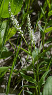 Image of Seneca snakeroot