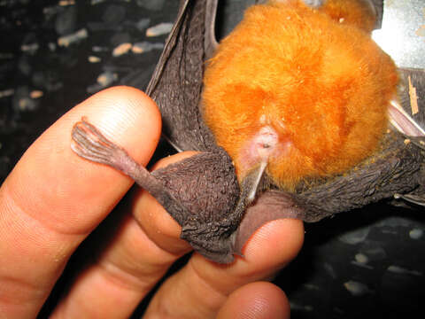 Image of Halcyon Horseshoe Bat