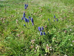 Image of Armenian grape hyacinth