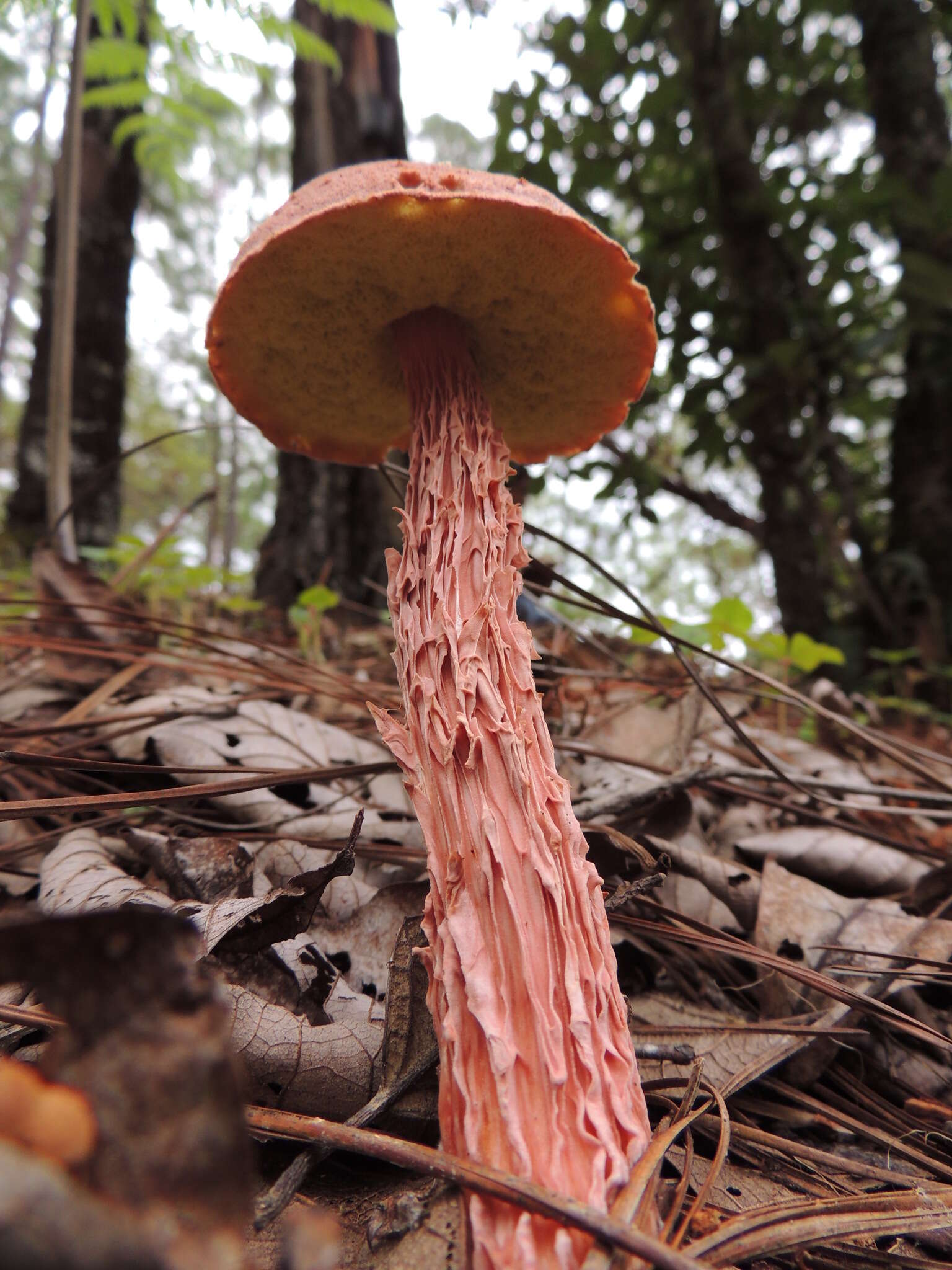 Image of Aureoboletus russellii (Frost) G. Wu & Zhu L. Yang 2016