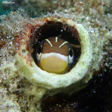 Image of Biting Blenny