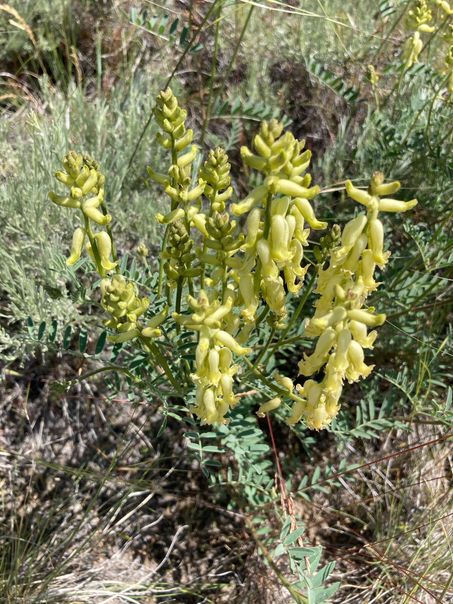 Image of hillside milkvetch