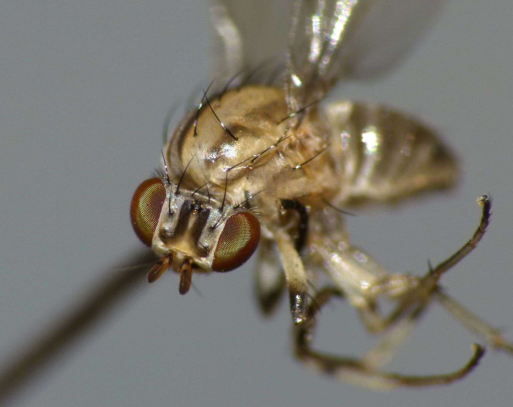 Image of Poecilohetaerus punctatifacies Tonnoir & Malloch 1926