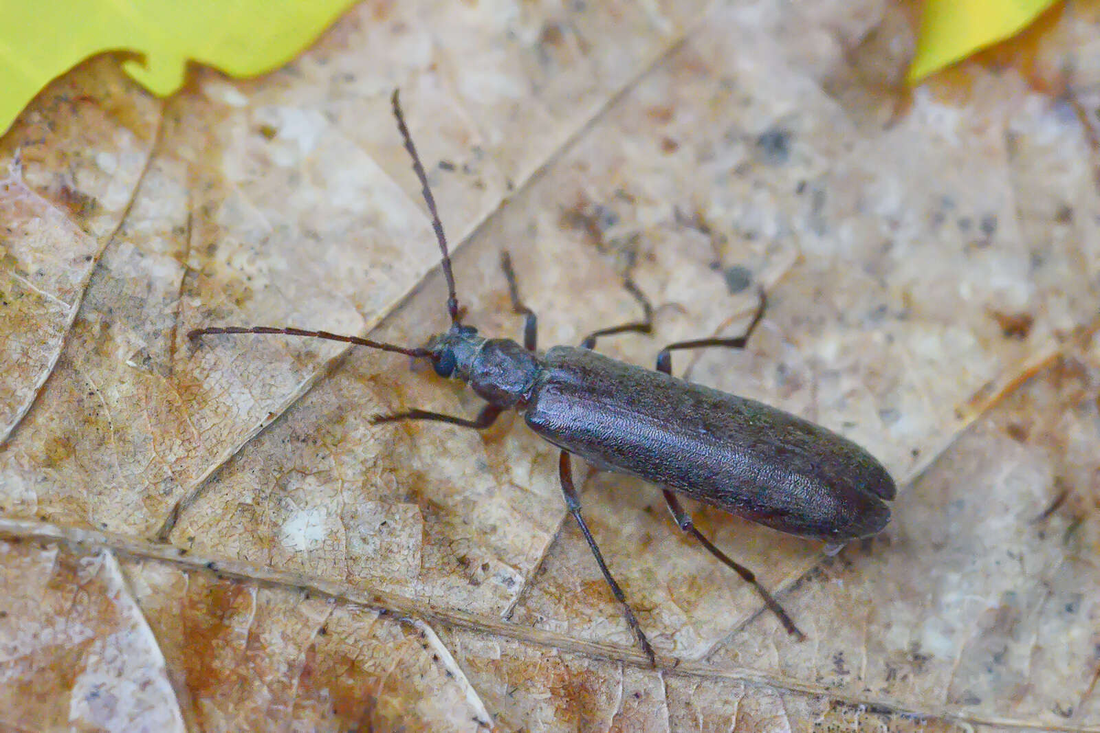 Image of Calopus serraticornis Rossi 1790