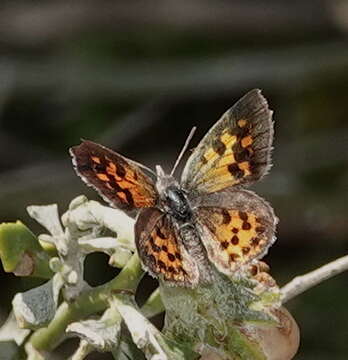 Слика од Chrysoritis zonarius coetzeri