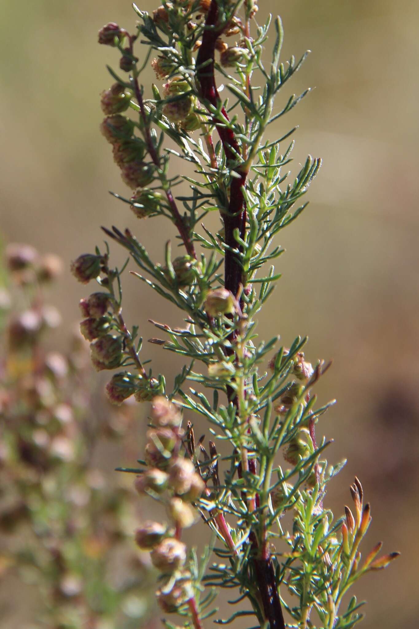 صورة Artemisia chamaemelifolia Vill.