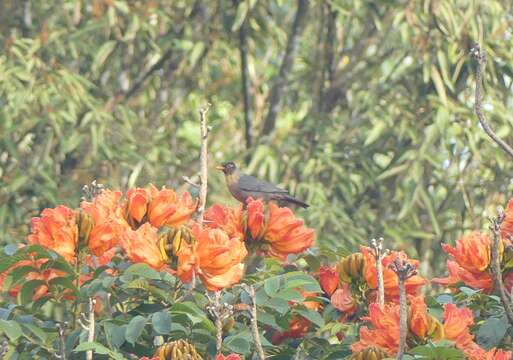 Image of Indian Blackbird