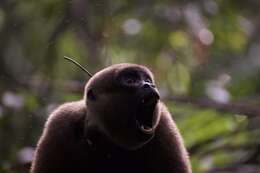 Image of Colombian Woolly Monkey