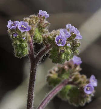 Imagem de Phacelia caerulea